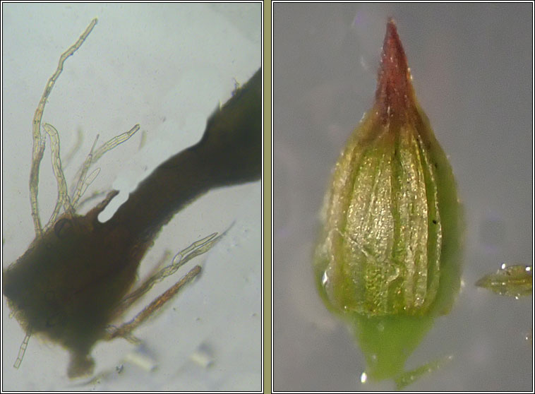 Orthotrichum stramineum, Straw Bristle-moss