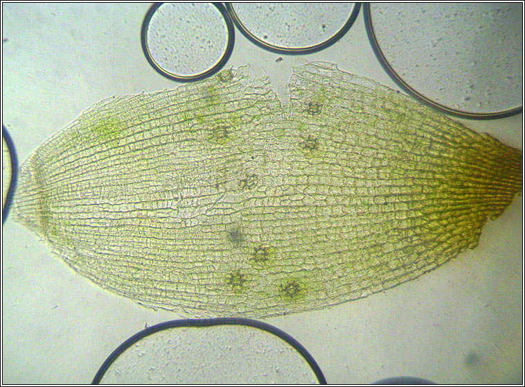 Orthotrichum stramineum, Straw Bristle-moss