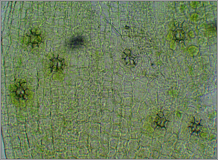 Orthotrichum stramineum, Straw Bristle-moss