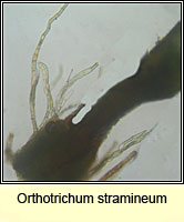 Orthotrichum stramineum, Straw Bristle-moss