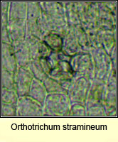 Orthotrichum stramineum, Straw Bristle-moss