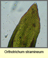 Orthotrichum stramineum, Straw Bristle-moss