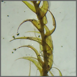 Sarmentypnum exannulatum, Ringless Hook-moss