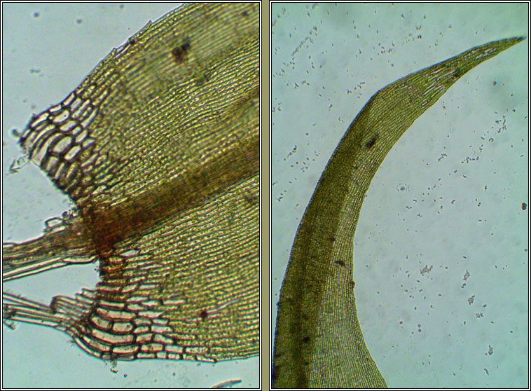 Sarmentypnum exannulatum, Ringless Hook-moss