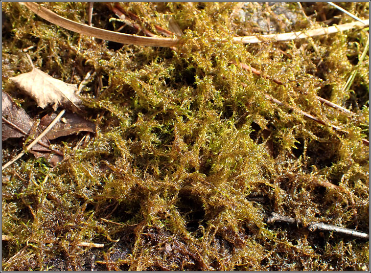 Sarmentypnum exannulatum, Ringless Hook-moss