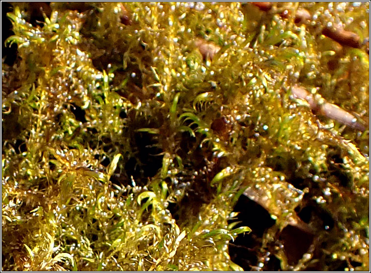 Sarmentypnum exannulatum, Ringless Hook-moss