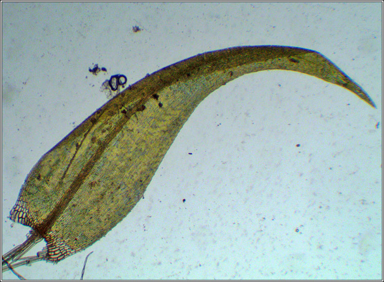 Sarmentypnum exannulatum, Ringless Hook-moss