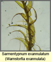 Sarmentypnum exannulatum, Ringless Hook-moss