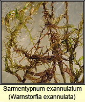 Sarmentypnum exannulatum, Ringless Hook-moss