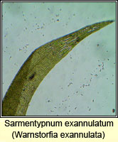 Sarmentypnum exannulatum, Ringless Hook-moss