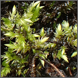 Brachythecium rivulare, River Feather-moss