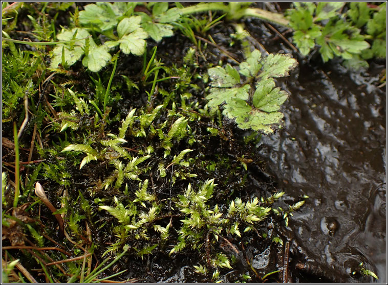 Brachythecium rivulare, River Feather-moss