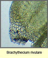 Brachythecium rivulare, River Feather-moss