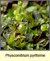 Physcomitrium pyriforme, Common Bladder-moss