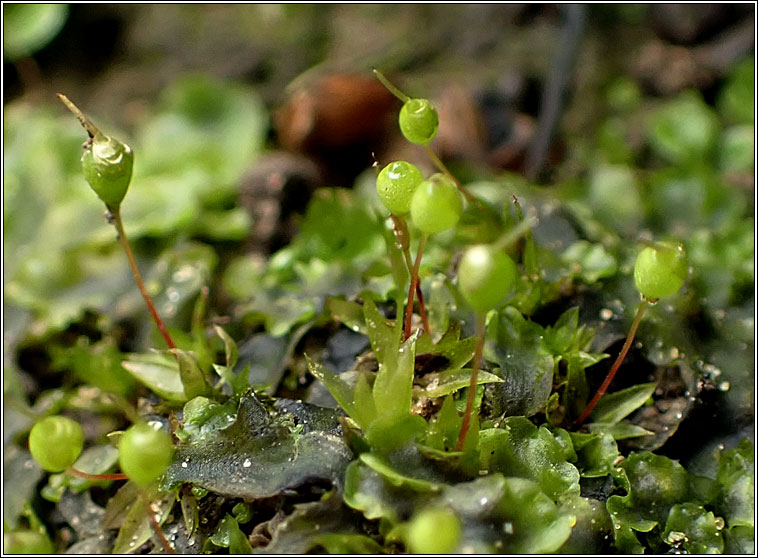 Physcomitrium pyriforme, Common Bladder-moss