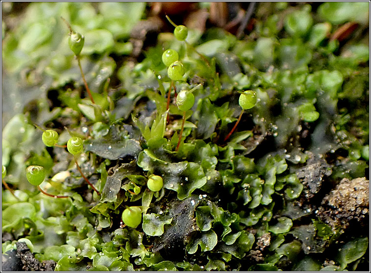 Physcomitrium pyriforme, Common Bladder-moss