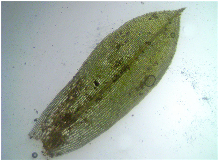 Physcomitrium pyriforme, Common Bladder-moss