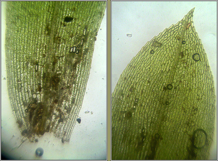 Physcomitrium pyriforme, Common Bladder-moss