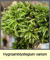 Hygroamblystegium varium, Willow Feather-moss