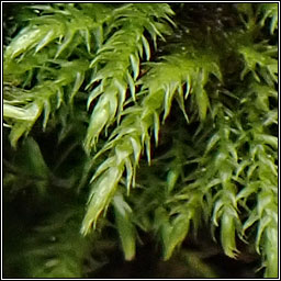 Hygroamblystegium varium, Willow Feather-moss