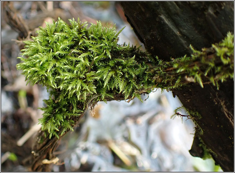 Hygroamblystegium varium, Willow Feather-moss