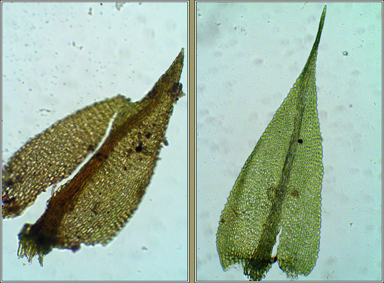 Hygroamblystegium varium, Willow Feather-moss