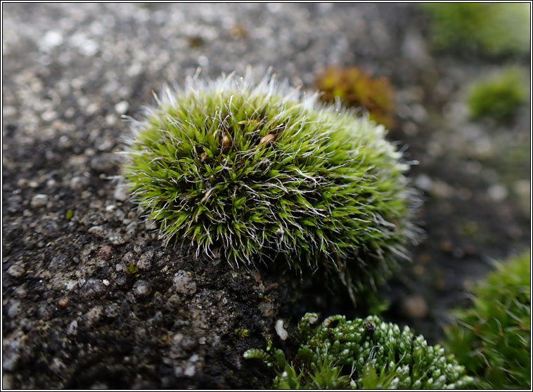 Grimmia pulvinata