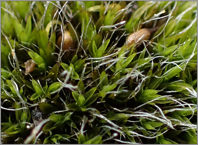 Grimmia pulvinata