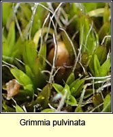 Grimmia pulvinata