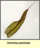 Grimmia pulvinata