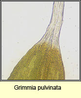 Grimmia pulvinata