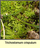 Trichostomum crispulum