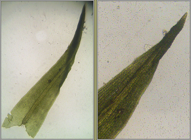 Trichostomum crispulum