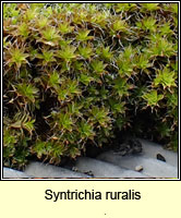 Syntrichia ruralis