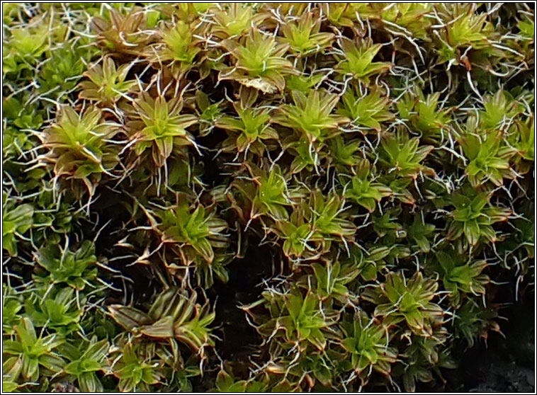 Syntrichia ruralis