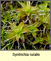 Syntrichia ruralis