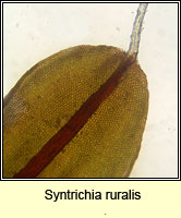 Syntrichia ruralis