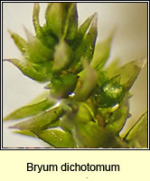 Bryum dichotomum