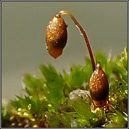 Bryum dichotomum