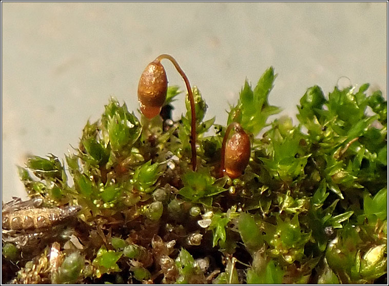 Bryum dichotomum