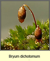 Bryum dichotomum