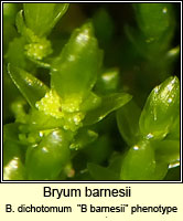 Bryum barnesii (Bryum dichotomom)