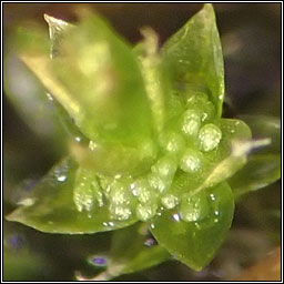 Bryum barnesii