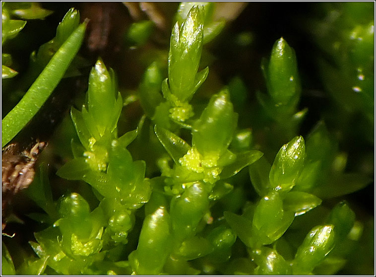 Bryum barnesii