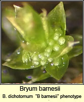 Bryum barnesii (Bryum dichotomom)