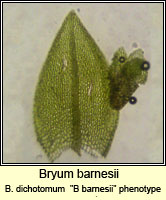 Bryum barnesii (Bryum dichotomom)