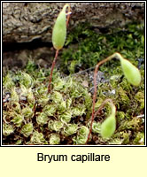 Bryum capillare