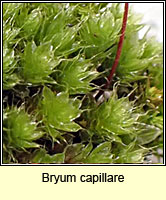 Bryum capillare