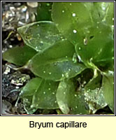 Bryum capillare