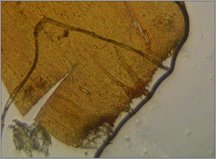 Rhytidiadelphus squarrosus